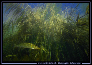 Pike Fish... :O)... by Michel Lonfat 